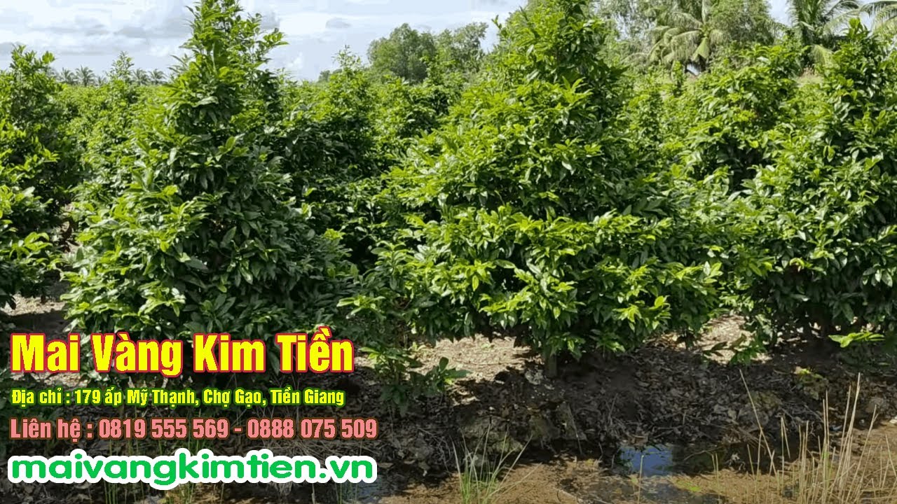 MS #12 | Mai Giảo Thủ Đức Giống Từ Hạt - Mai Vàng Kim Tiền Chợ Gạo