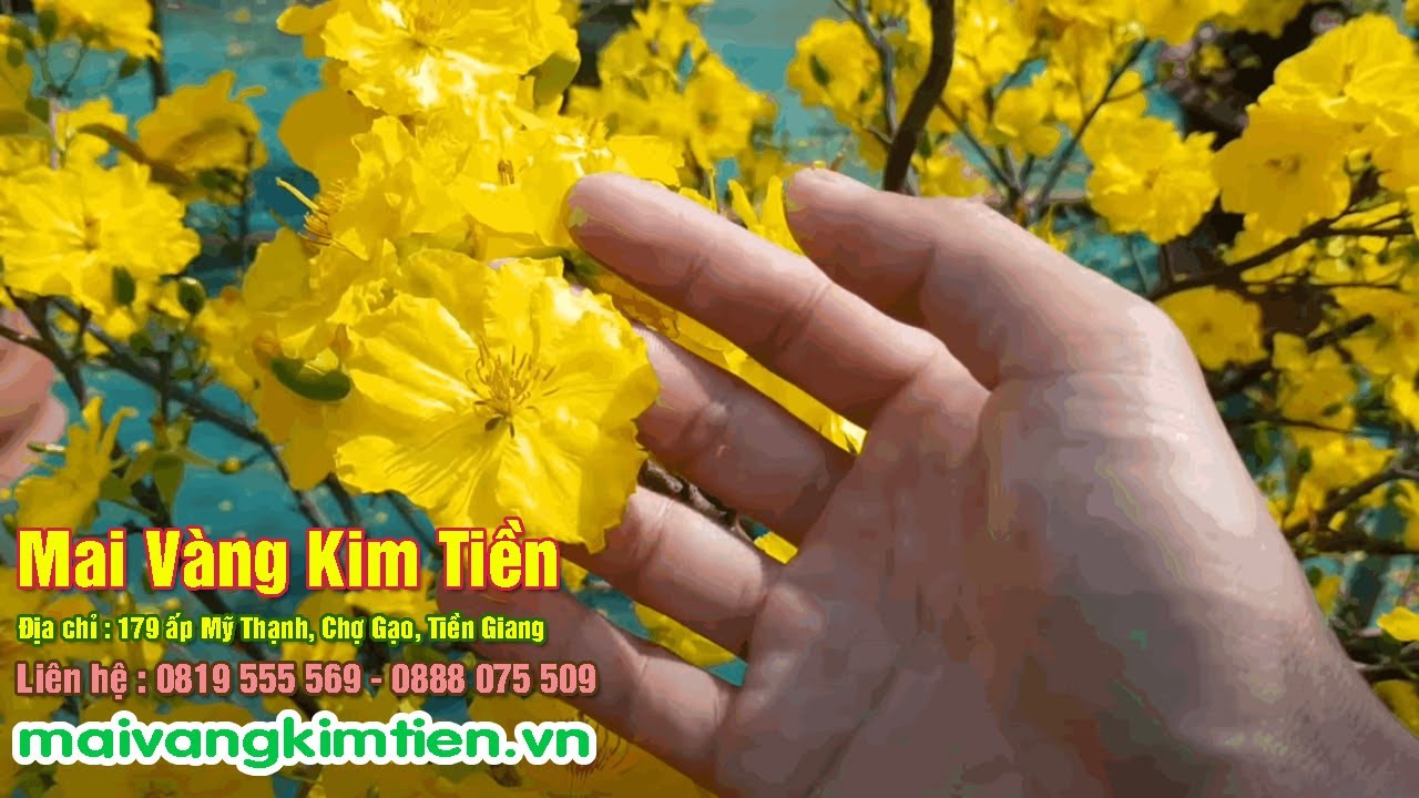 MS #13 | Mai Giảo Thủ Đức Là Gì Giá Có Rẻ Không - Mai Vàng Kim Tiền Chợ Gạo