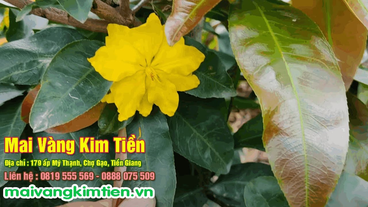 MS #14 | Bán Mai Giảo Thủ Đức Trồng Từ Hạt Giá Rẻ