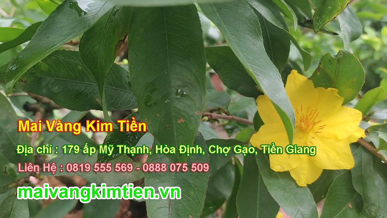 MS #40 Mai Vàng Giảo Thủ Đức Chơi Tết Giá 600K Siêu Bình Dân