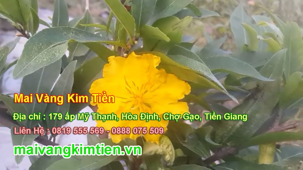 MS #45 | Mai Vàng Giảo Thủ Đức Chơi Tết Giá 650K