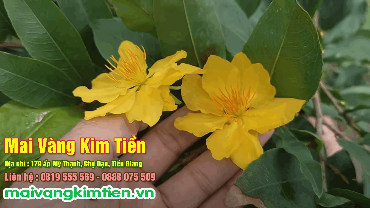 MS #8 | Mai Giảo Thủ Đức - Mai Vàng Kim Tiền Chợ Gạo