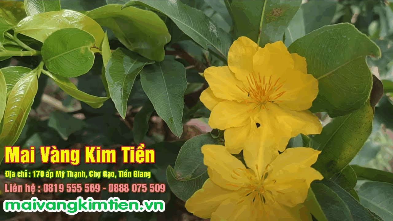 MS #9 | Mai Giảo Thủ Đức Giá Rẻ Nhất - Mai Vàng Kim Tiền Chợ Gạo