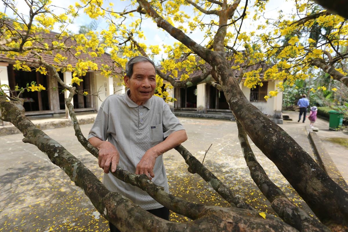 Cây Mai 80 Tuổi Hút Khách Tham Quan